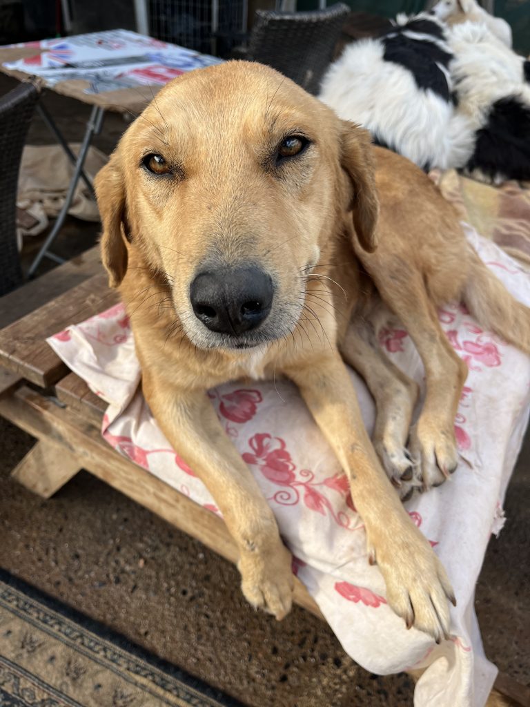 Sonia - Vermittlungshund