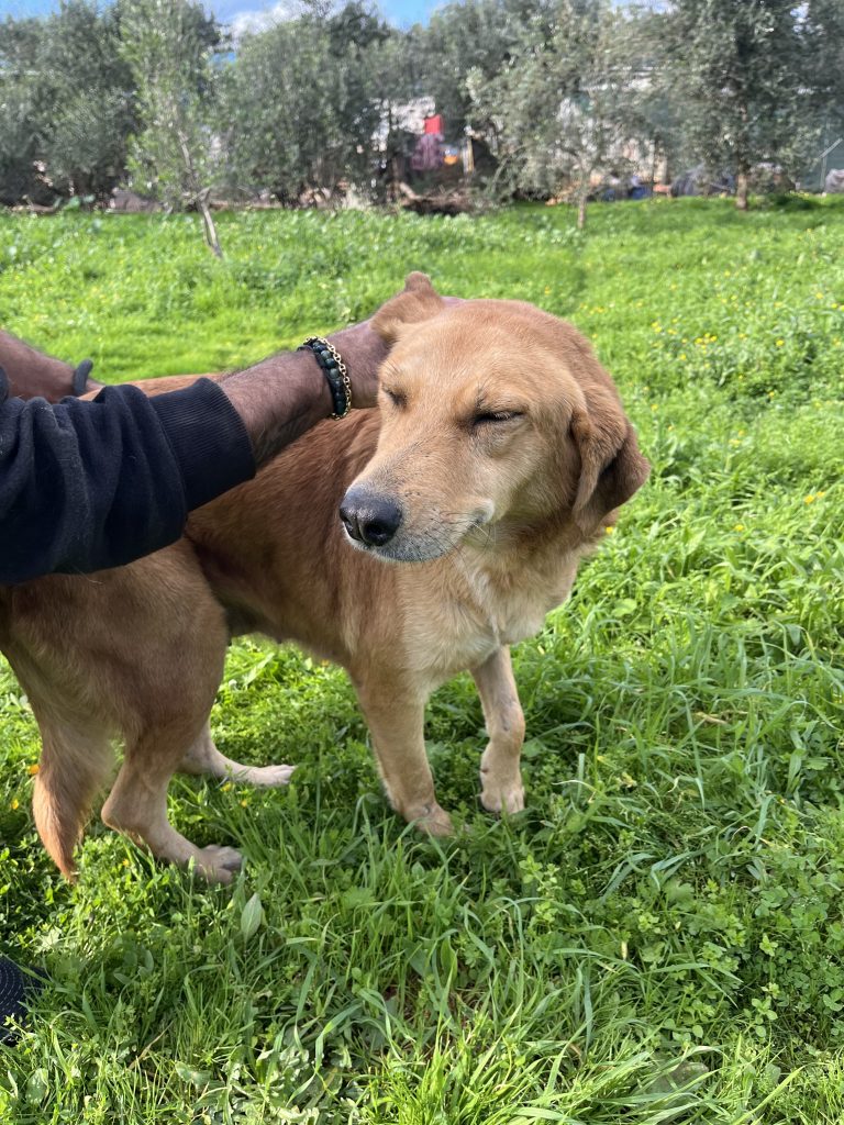 Sonia - Vermittlungshund