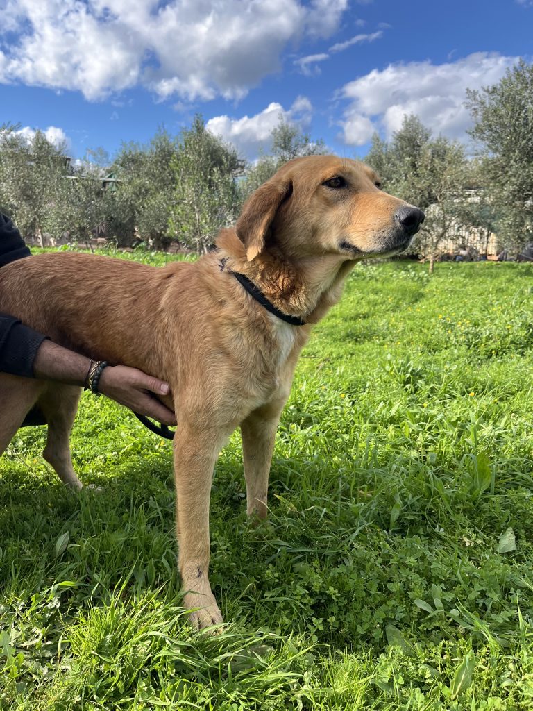 Sonia - Vermittlungshund