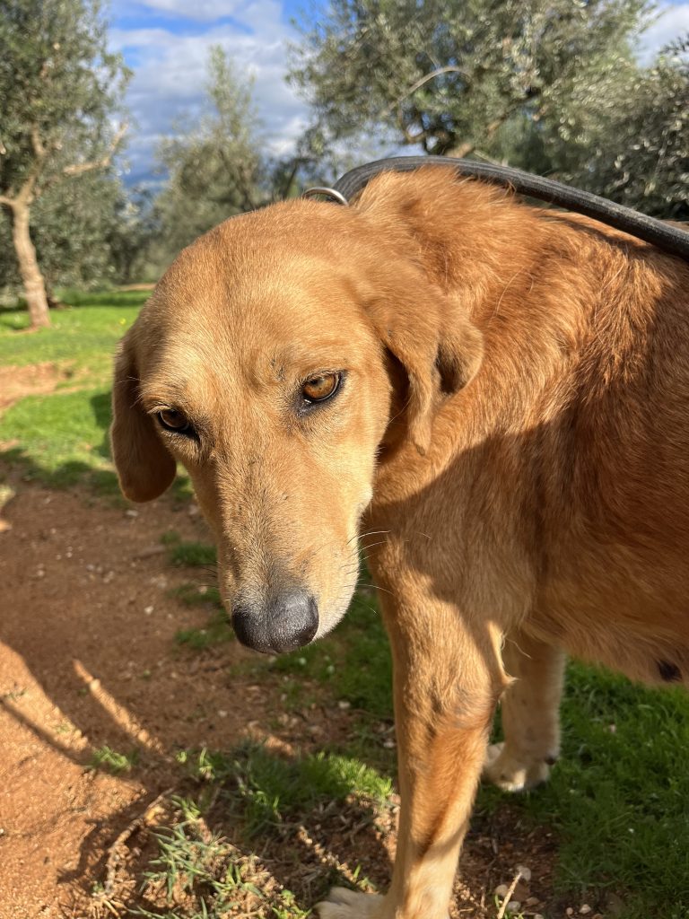 Sonia - Vermittlungshund