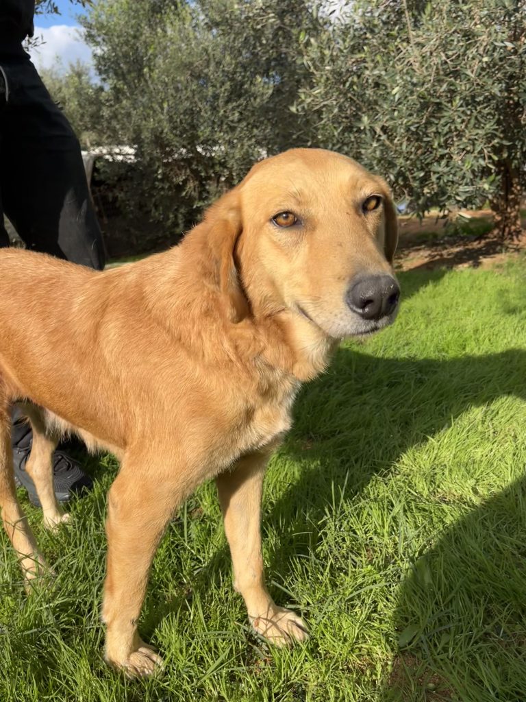 Sonia - Vermittlungshund