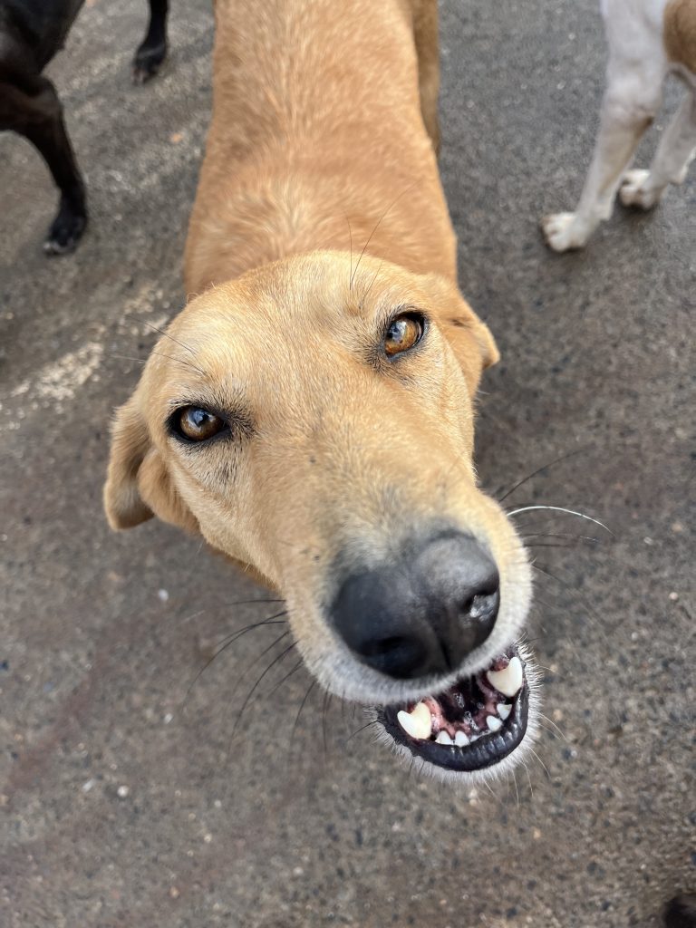 Sonia - Vermittlungshund