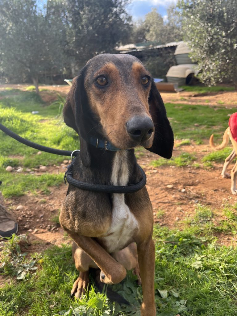 Hazel - Vermittlungshund