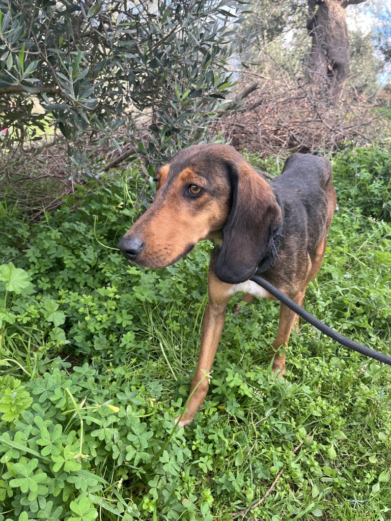 Hazel - Vermittlungshund