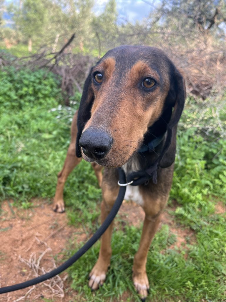 Hazel - Vermittlungshund