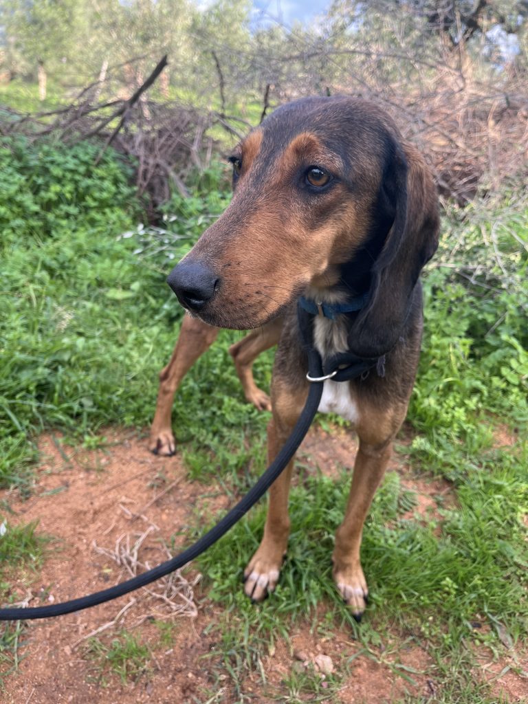 Hazel - Vermittlungshund