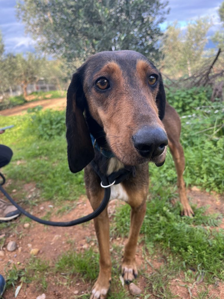 Hazel - Vermittlungshund