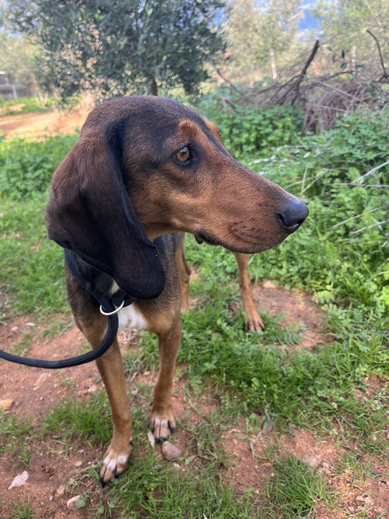 Hazel - Vermittlungshund