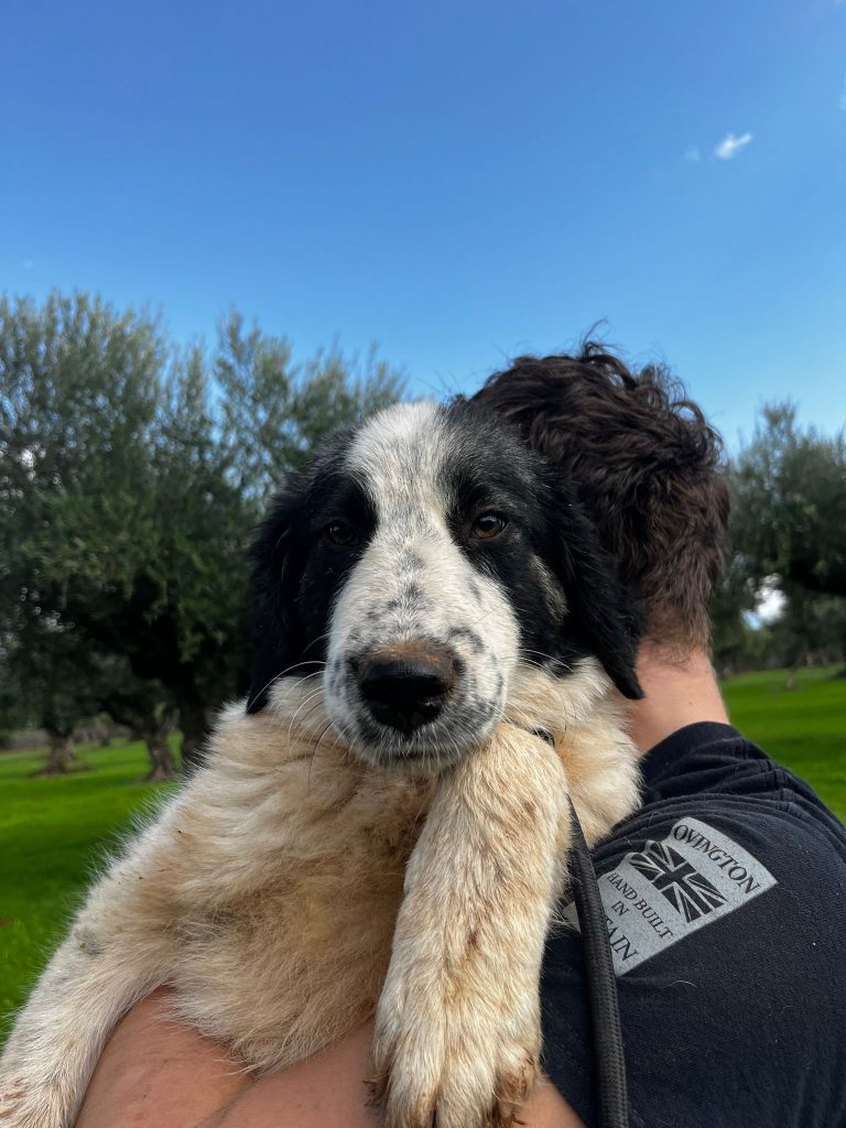 Katniss - Vermittlungshund