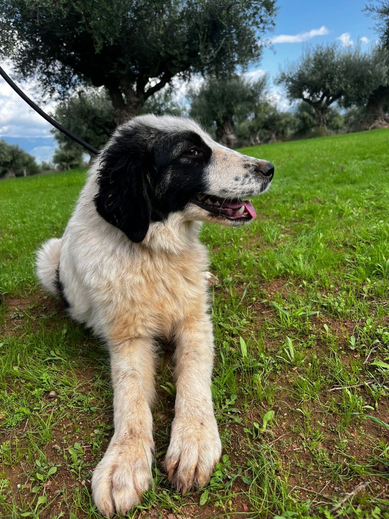 Katniss - Vermittlungshund