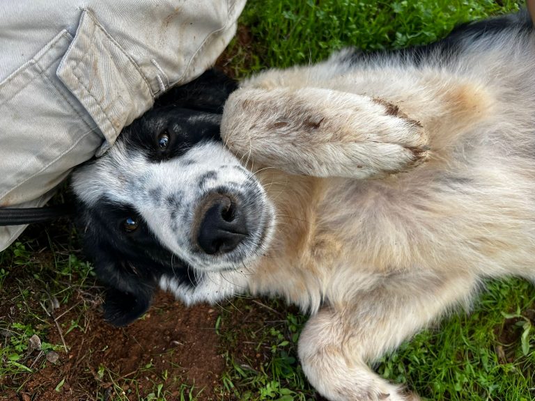 Katniss - Vermittlungshund