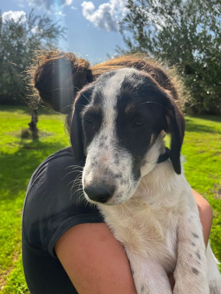 Charlotte - Vermittlungshund