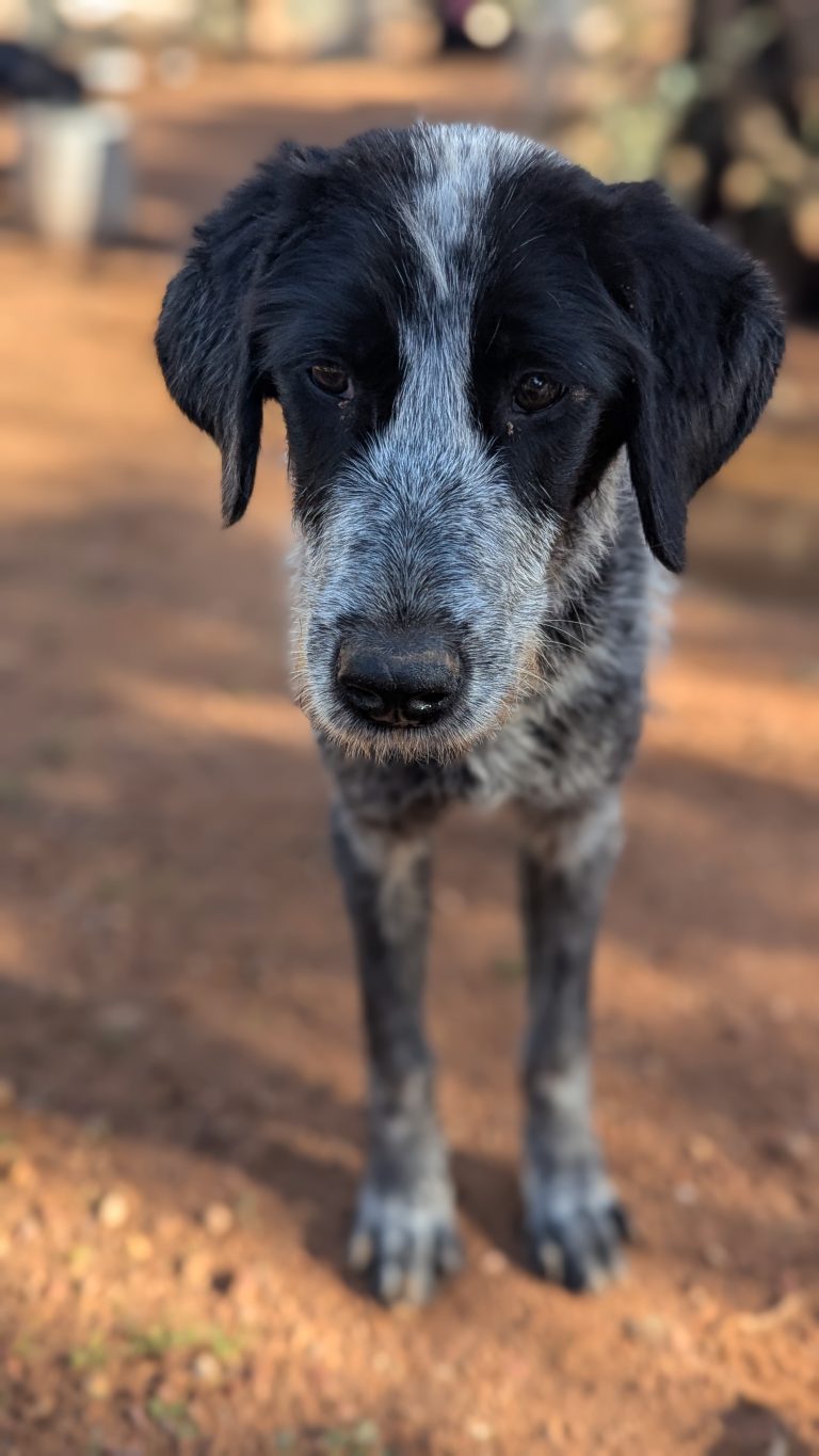 Oreo Cookie - Vermittlngshund
