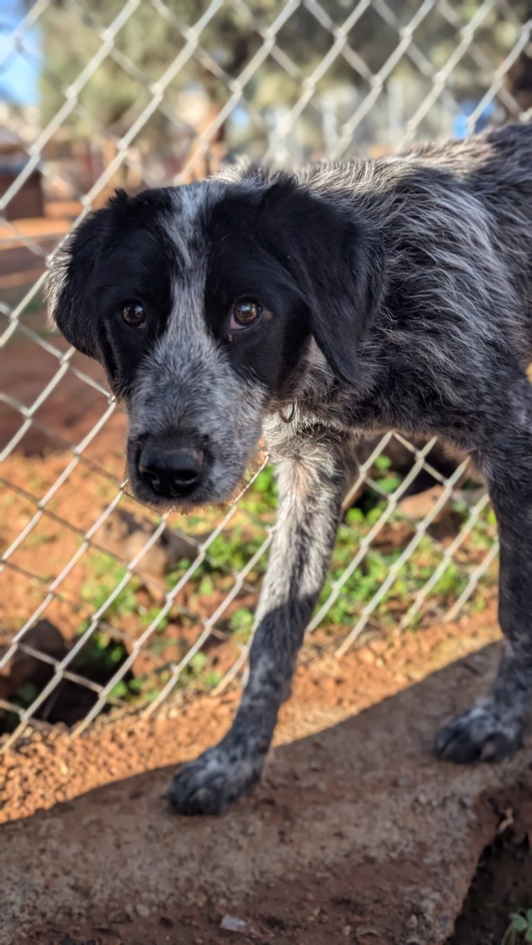 Oreo Cookie - Vermittlngshund