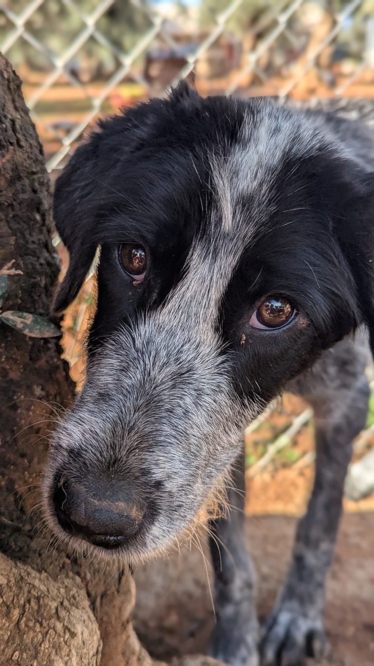 Oreo Cookie - Vermittlngshund