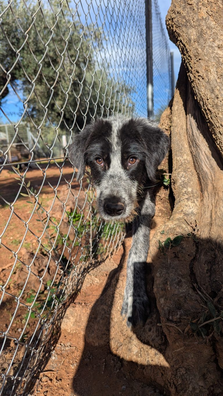 Oreo Cookie - Vermittlngshund