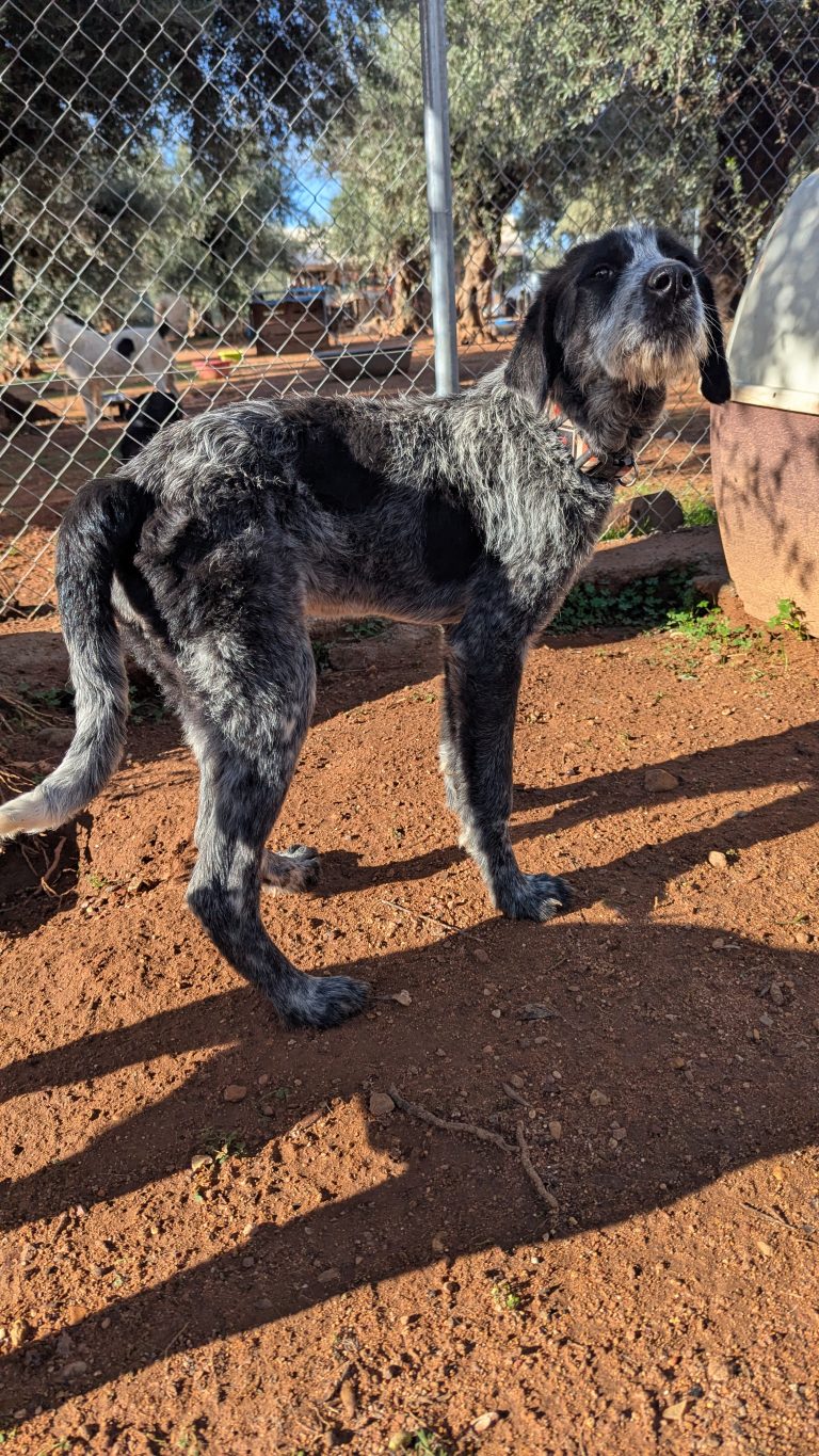 Oreo Cookie - Vermittlngshund