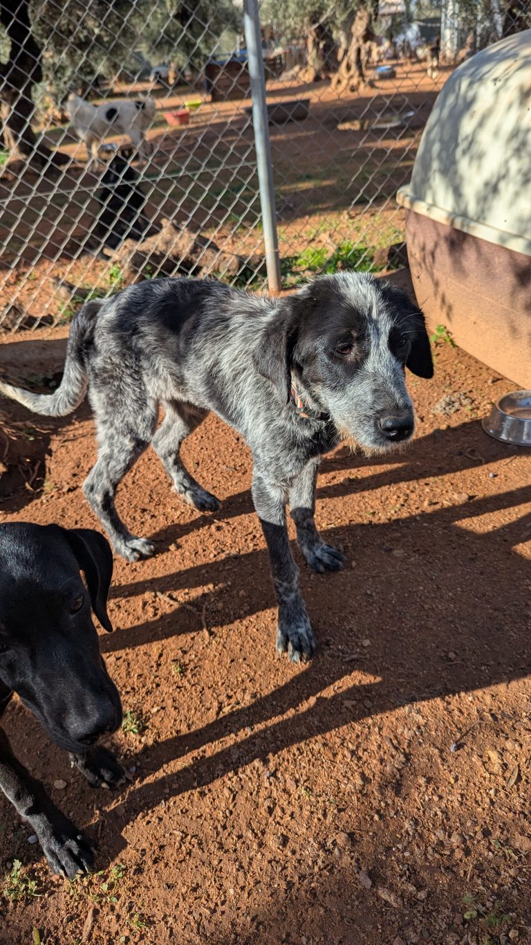 Oreo Cookie - Vermittlngshund