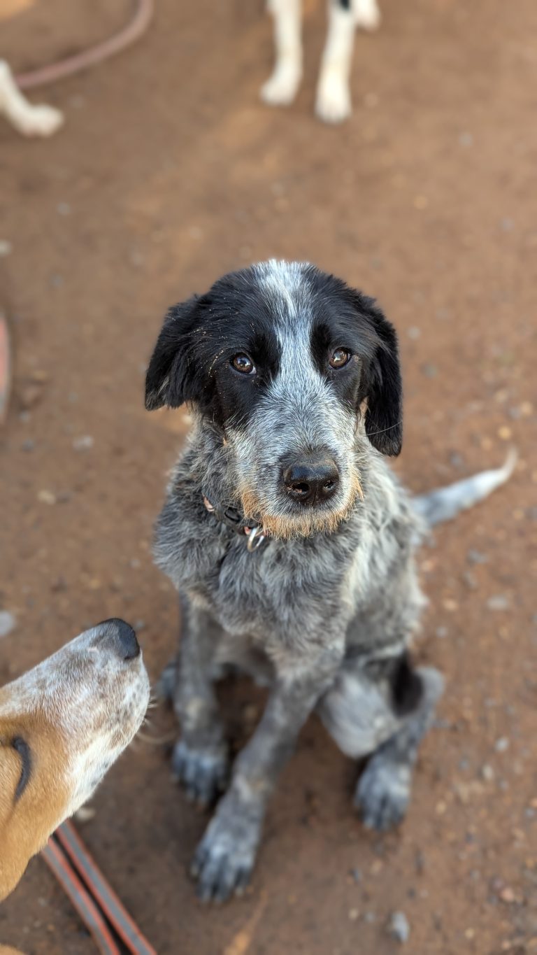 Oreo Cookie - Vermittlngshund