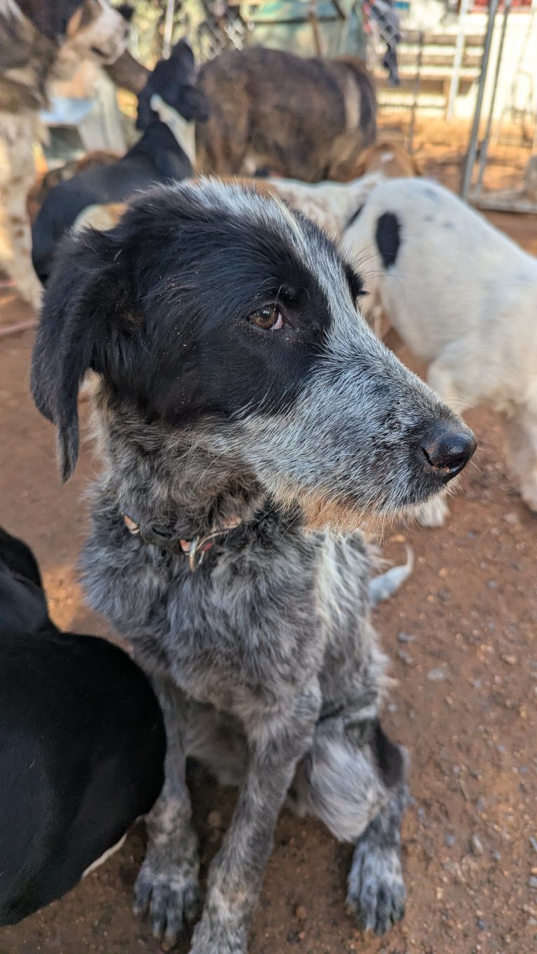 Oreo Cookie - Vermittlngshund