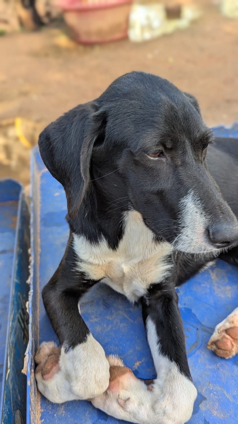 Henry - Vermittlungshund