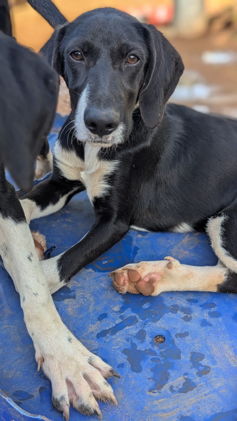 Henry - Vermittlungshund