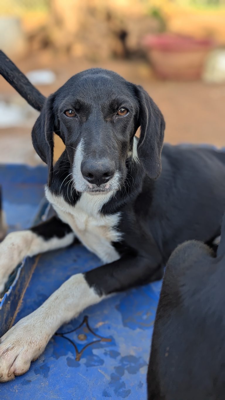 Henry - Vermittlungshund