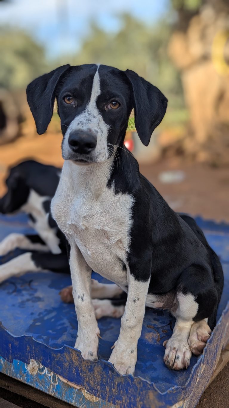 Hannah - Vermittlungshund