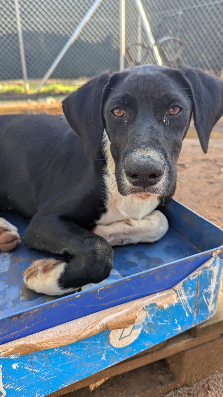 Harry - Vermittlungshund