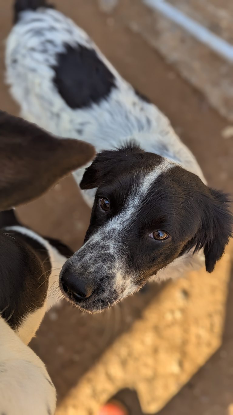 Dex - Vermittlungshund