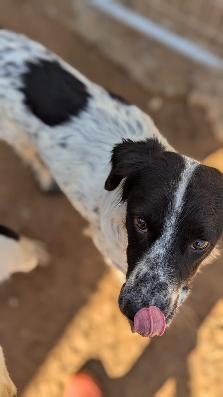 Dex - Vermittlungshund