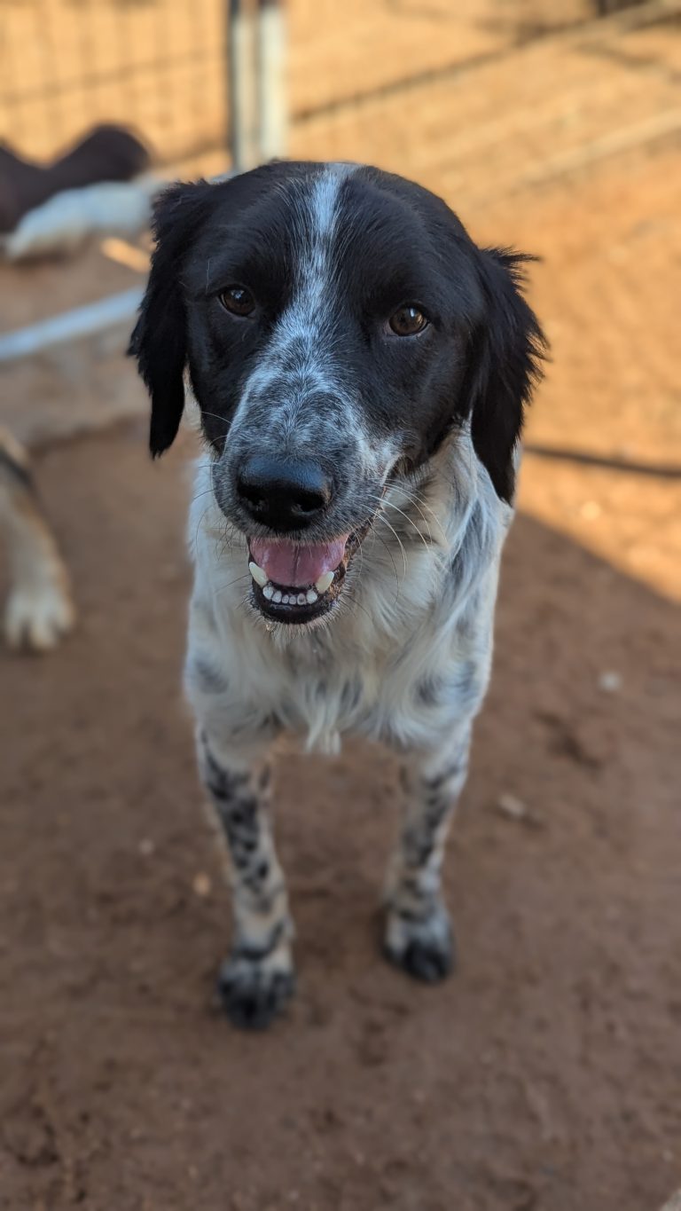 Dex - Vermittlungshund