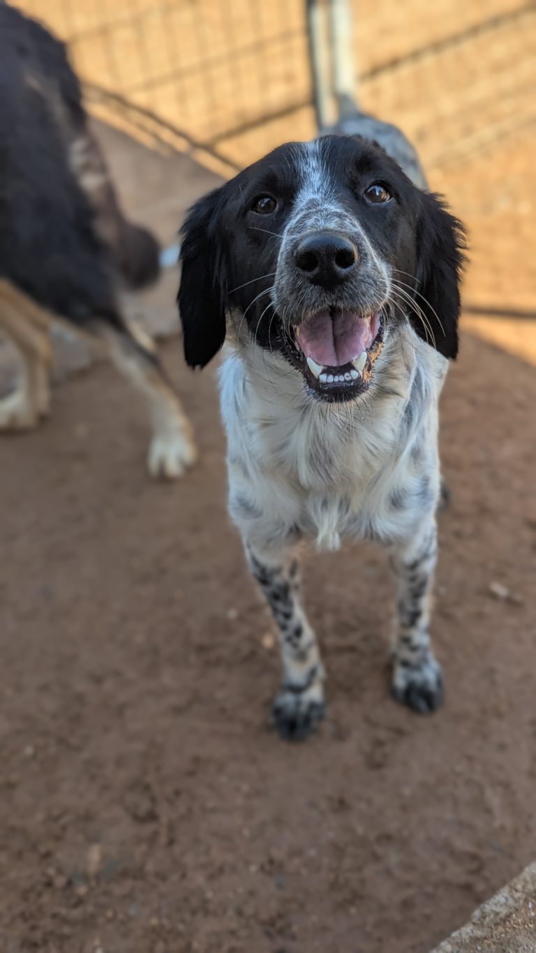 Dex - Vermittlungshund