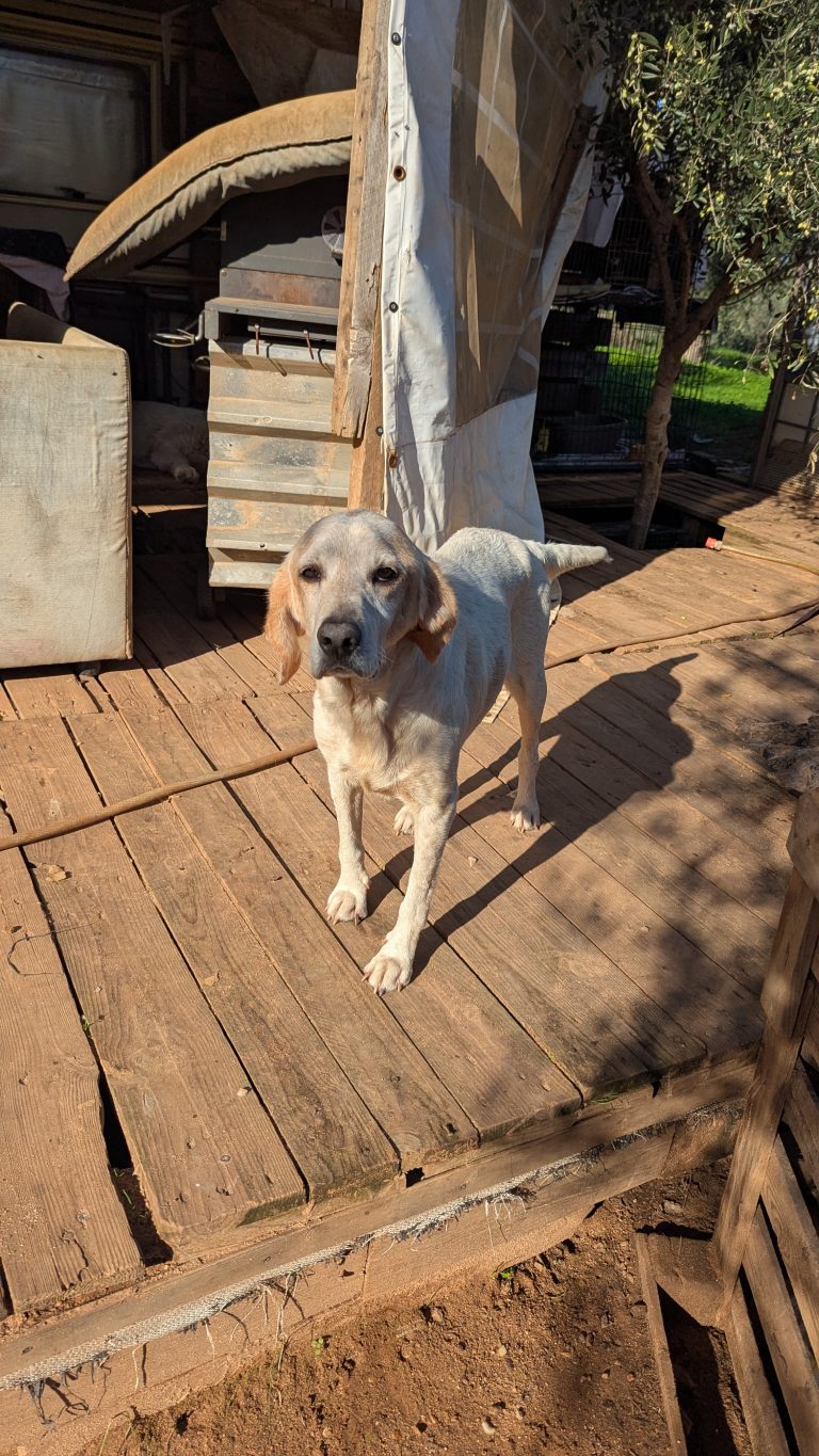 William - Vermittlungshund