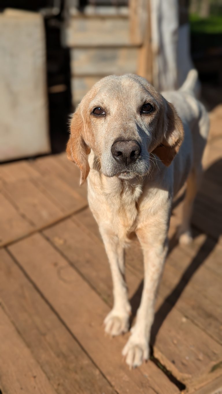 William - Vermittlungshund