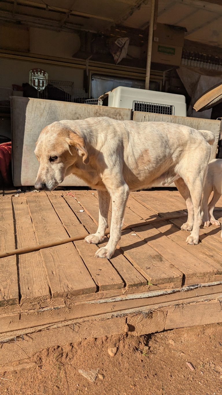 William - Vermittlungshund