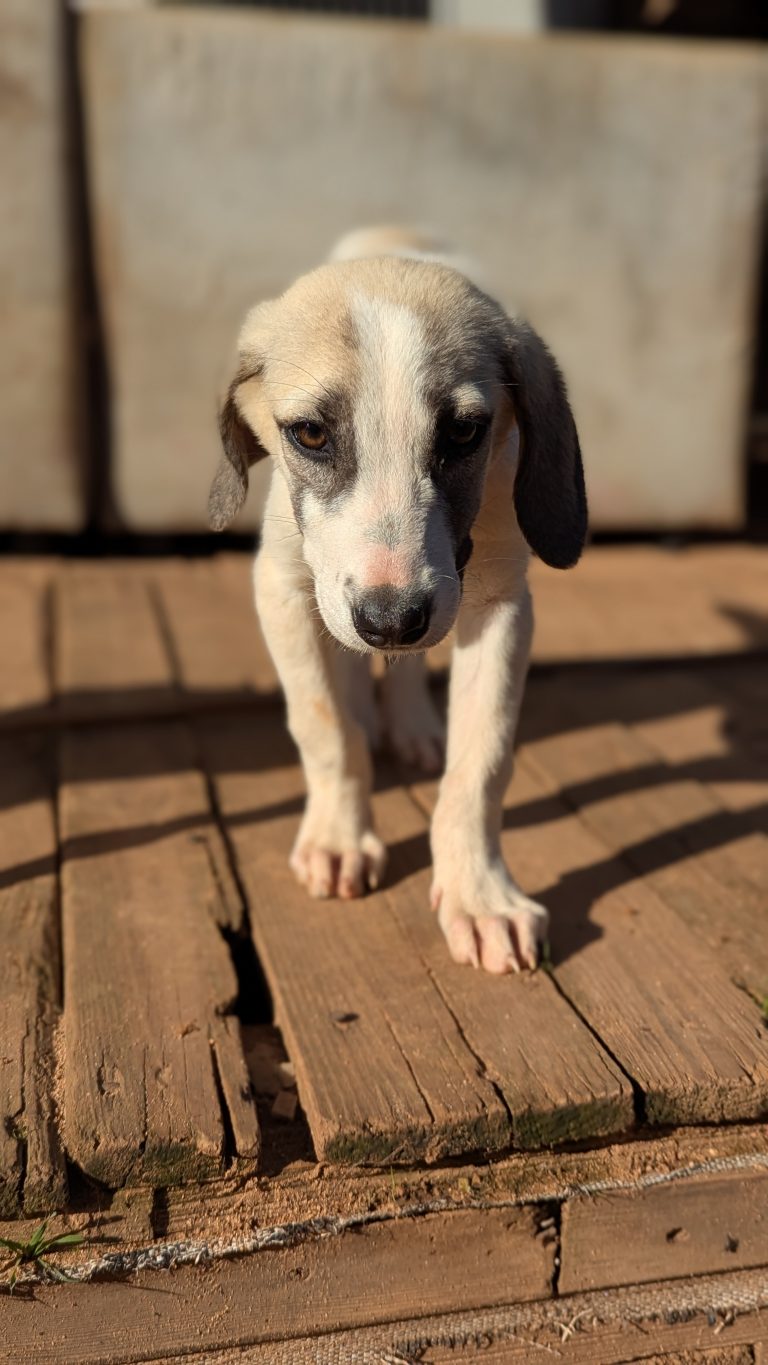 Rosaleen - Vermittlungshund