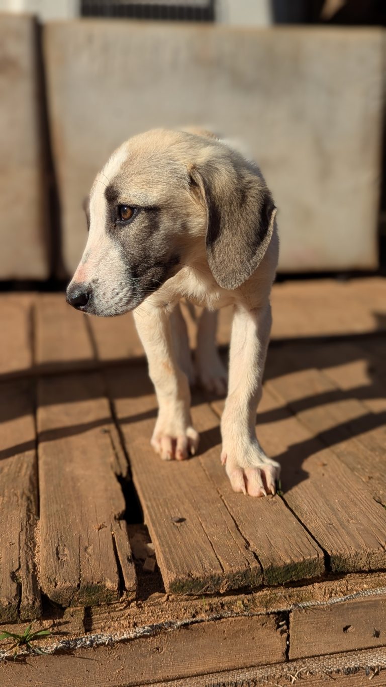 Rosaleen - Vermittlungshund