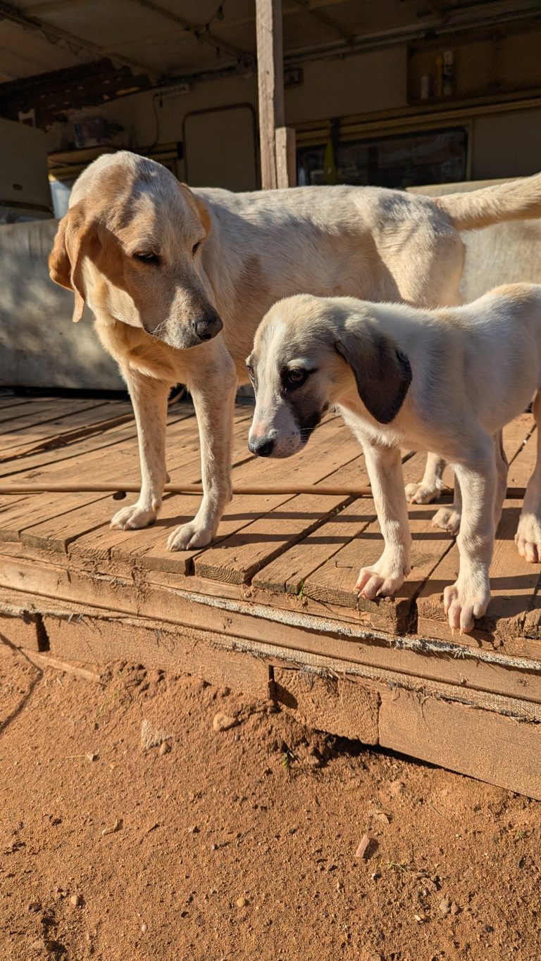 Rosaleen - Vermittlungshund