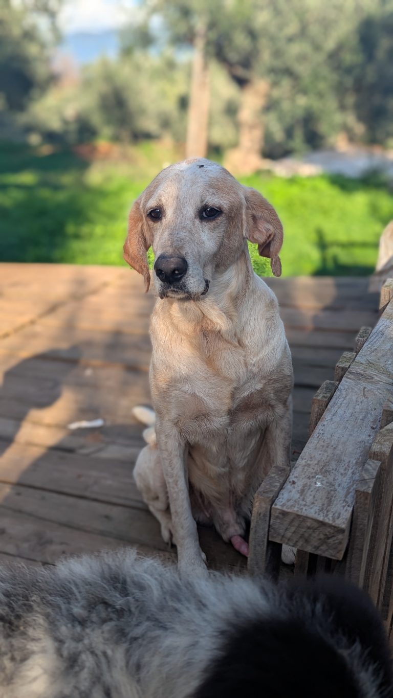 William - Vermittlungshund