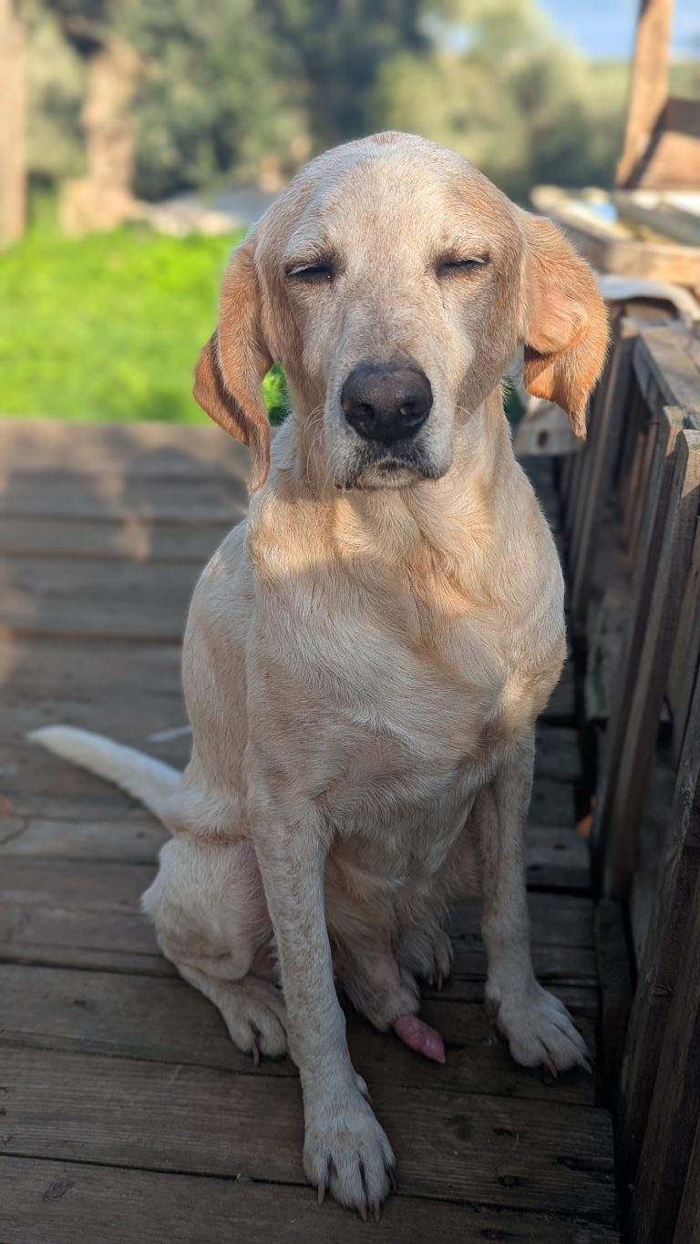 William - Vermittlungshund