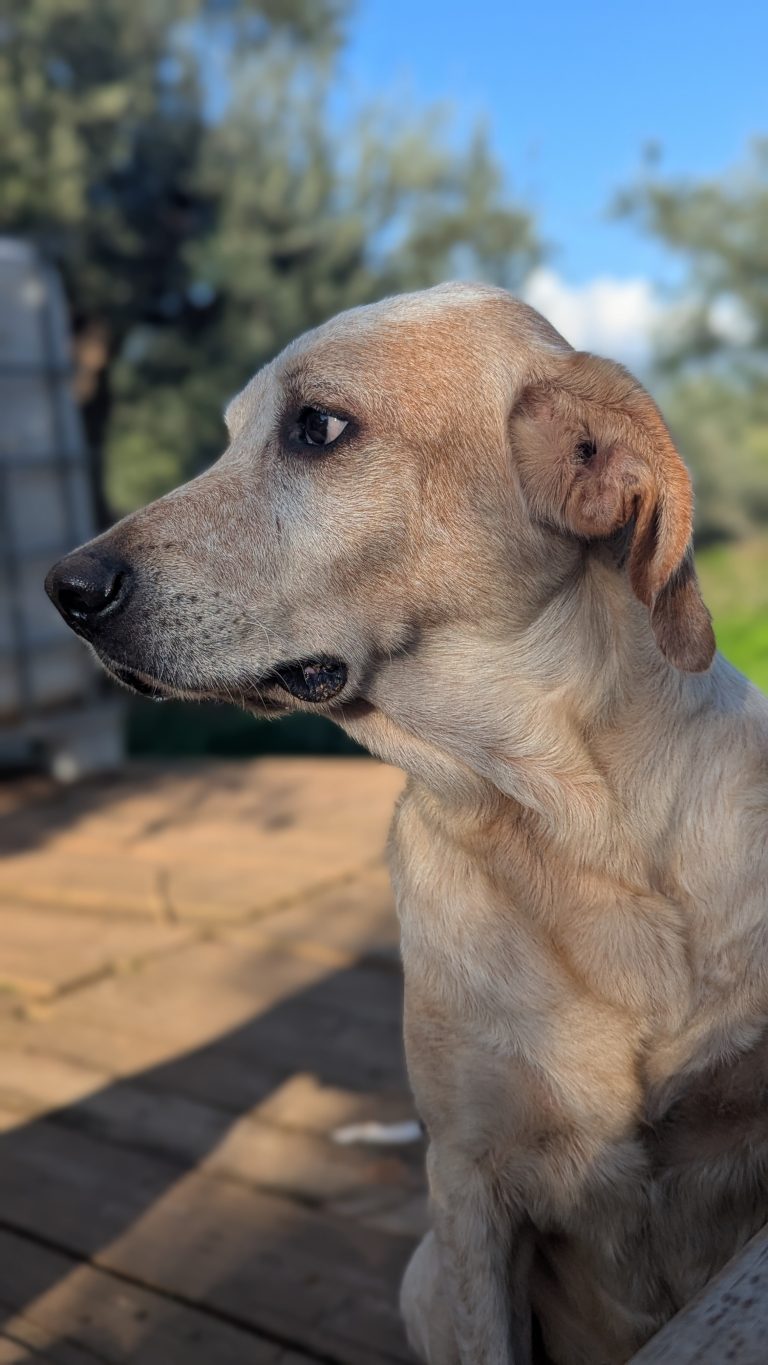 William - Vermittlungshund