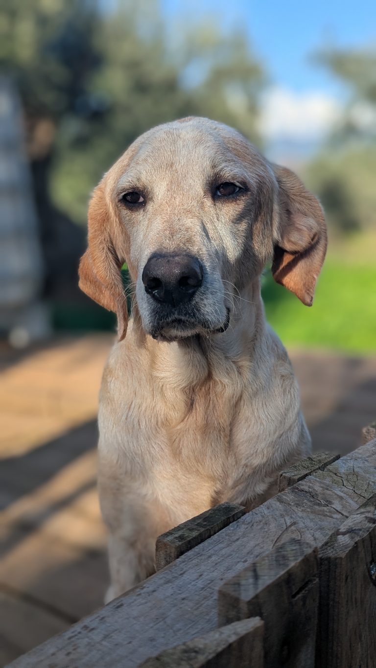 William - Vermittlungshund