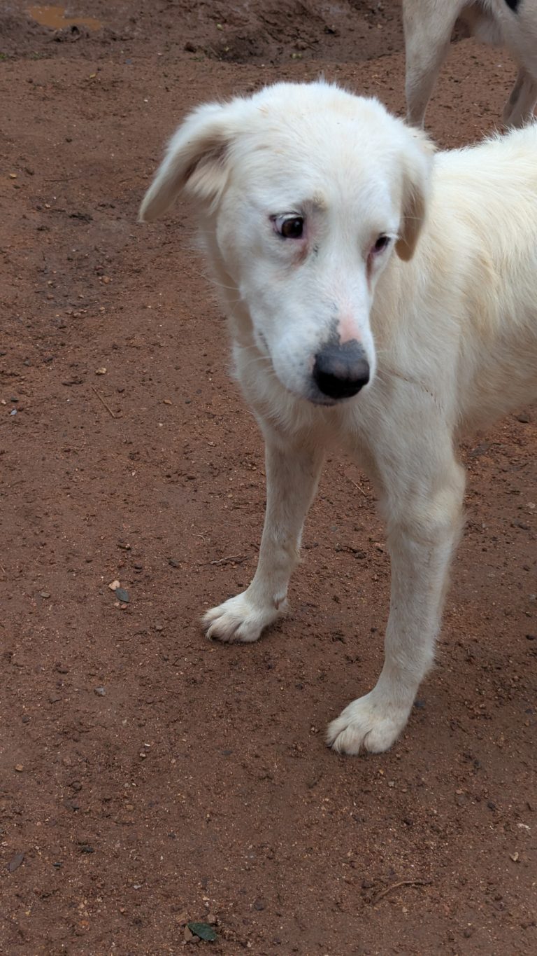 Gorgeous - Vermittlungshund