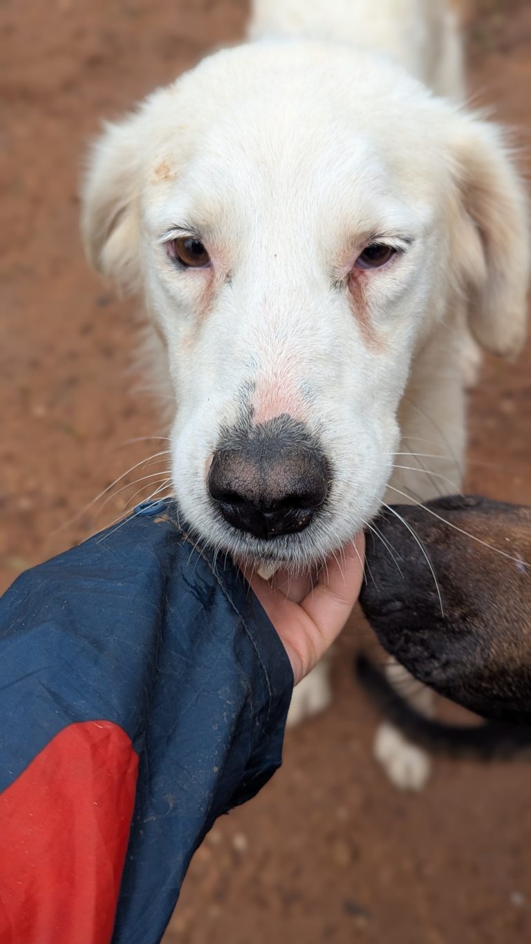 Gorgeous - Vermittlungshund