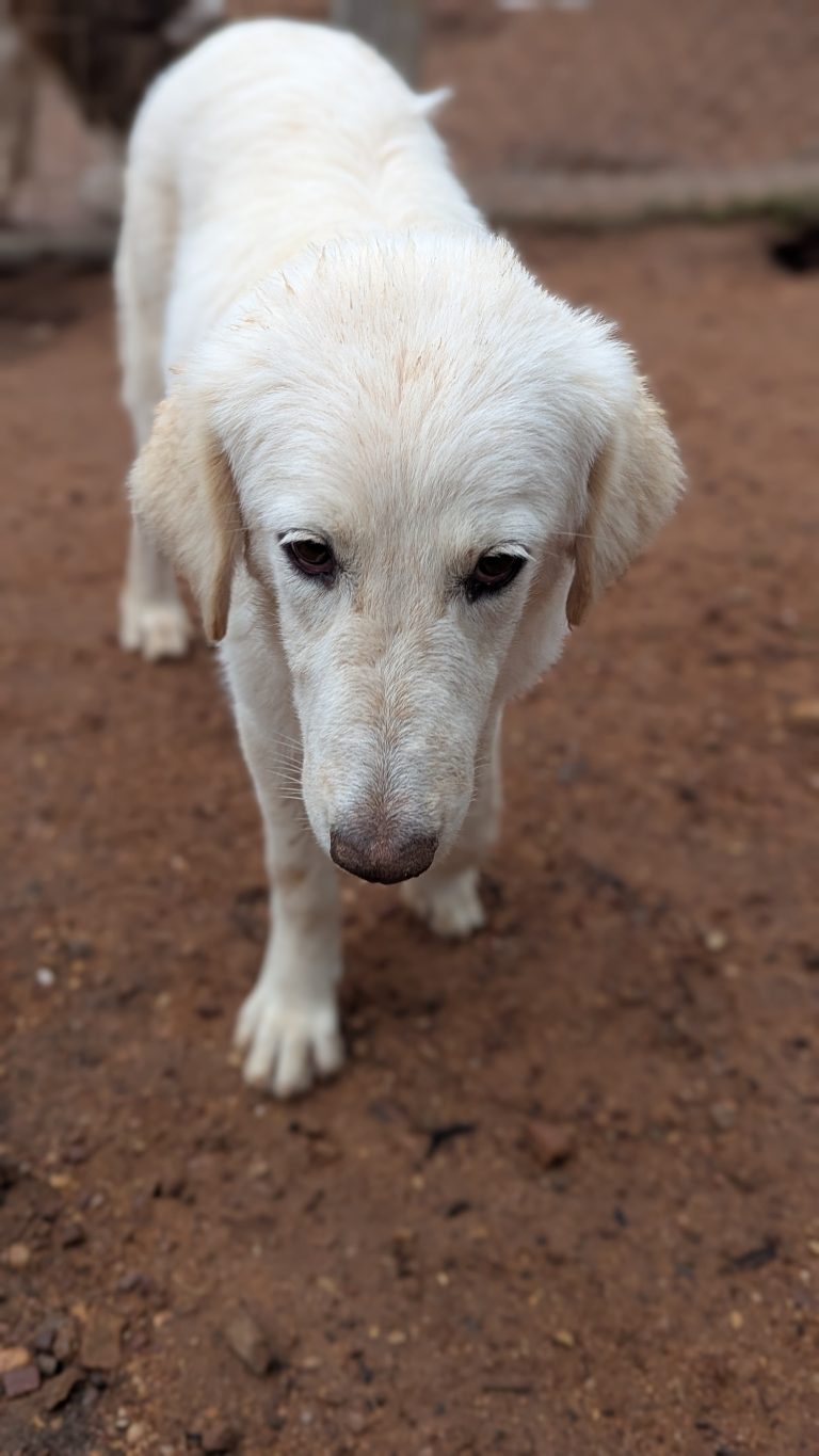 Biggie - Vermittlungshund