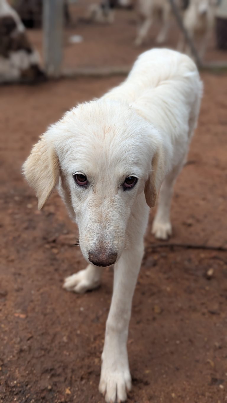 Biggie - Vermittlungshund