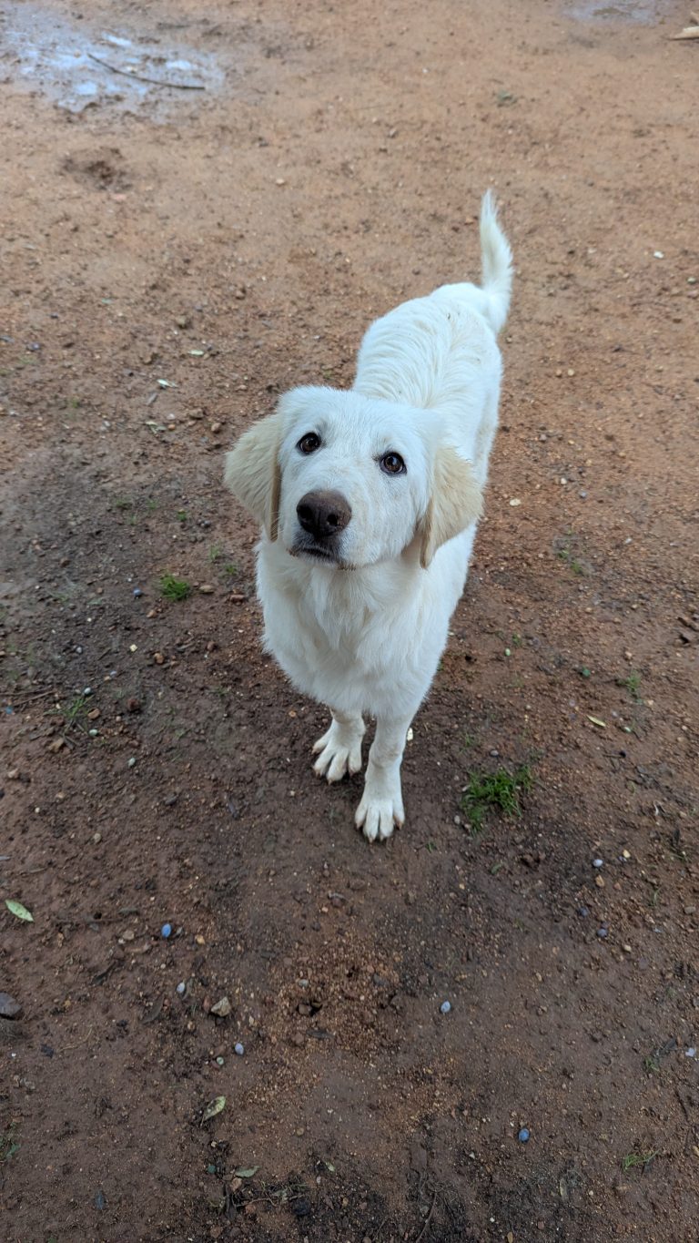 Biggie - Vermittlungshund