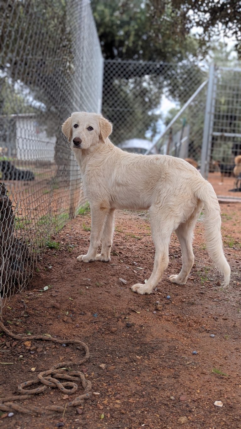 Biggie - Vermittlungshund