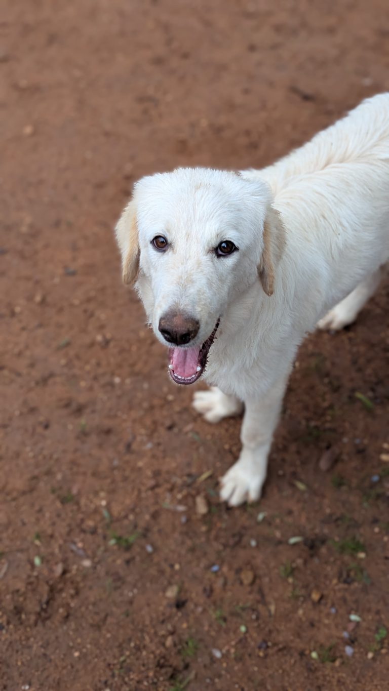 Biggie - Vermittlungshund